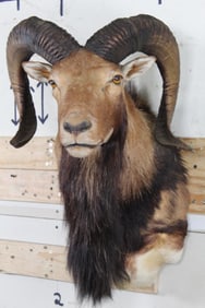 MOUFLON Shoulder Mount