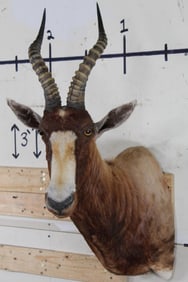 Nice BLESBOK Shoulder Mount