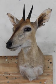 COMMON DUIKER Shoulder Mount