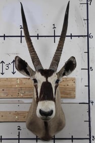 Heavy Horned GEMSBOK Shoulder Mount