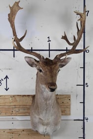 Nice and Clean COMMON FALLOW DEER Shoulder Mount