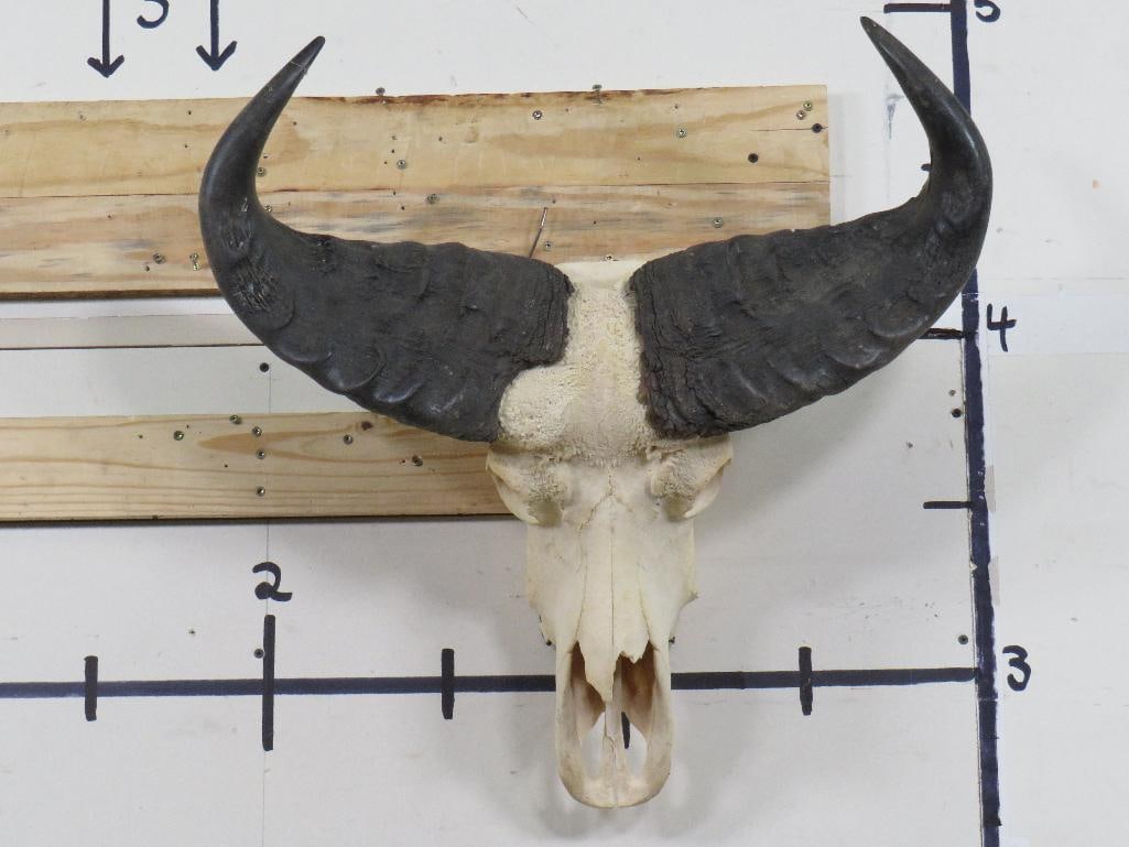 Cape Buffalo Skull with Wall Hangers (1 of 8)