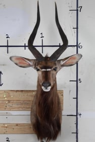 Very Nice, Clean and Newer NYALA Shoulder Mount