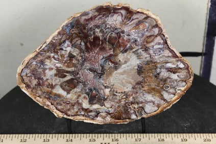 Polished PETRIFIED or AGATIZED WOOD Slab Slice from Madagascar