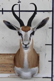Very Nice and Clean SPRINGBOK Shoulder Mount