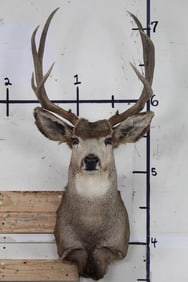9-Point MULE DEER Shoulder Mount