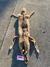 Big, tanned COYOTE hide/skin with all its feet