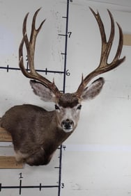 13-Point MULE DEER Wall Pedestal
