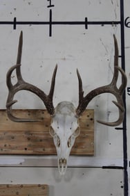 11-Point WHITETAIL DEER Skull with complete set of teeth