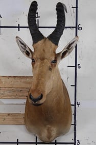 Rarely Seen LELWEL HARTEBEEST Looking Slightly to his right