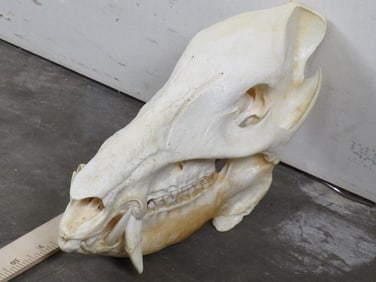 Very Nice & Big JAVELINA SKULL Complete Teeth and Wired Jaw