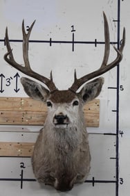 9-Point MULE DEER Shoulder Mount