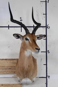 Very Nice IMPALA Shoulder Mount