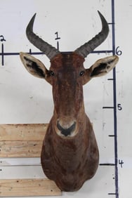 TSESSEBE Shoulder Mount