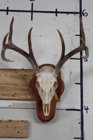 Nice and Clean 8-Point WHITETAIL DEER Skull on Wooden Plaque