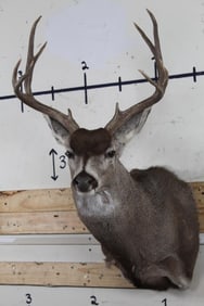 Clean and Nice MULE DEER Shoulder Mount looking to his left