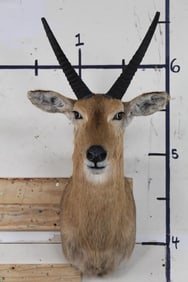 Nice REEDBUCK Shoulder Mount