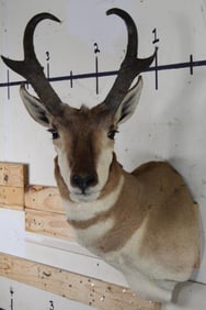 Nice PRONGHORN Shoulder Mount