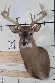 8-Point WHITETAIL BUCK Shoulder Mount