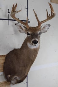 12-Point WHITETAIL DEER Shoulder Mount