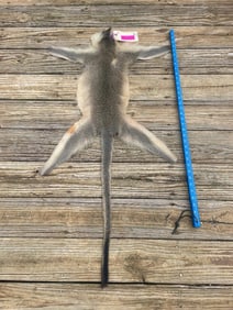 Nice, tanned VERVET MONKEY Hide/Skin