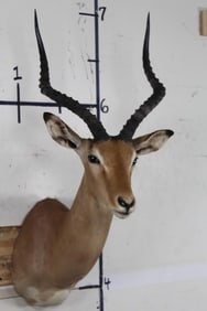 Nice IMPALA Shoulder Mount