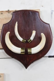Set of WARTHOG Tusks on a Wooden Plaque with a Wall Hanger