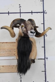 BLACK CORSICAN RAM Shoulder Mount