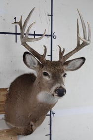 12-Point WHITETAIL DEER Shoulder Mount