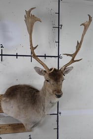 Clean and Nice FALLOW DEER Wall Pedestal Mount