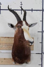 *Texas Residents Only* BONTEBOK Shoulder Mount