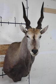 ELAND Shoulder Mount