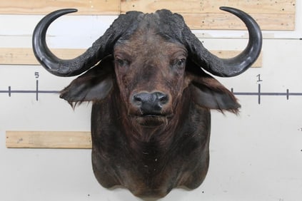 Very Nice CAPE BUFFALO Shoulder Mount with 39" Spread