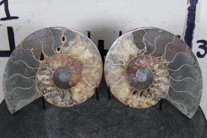 Agatized AMMONITE FOSSIL from Madagascar with Display Stand. Wt: 1lb 14oz