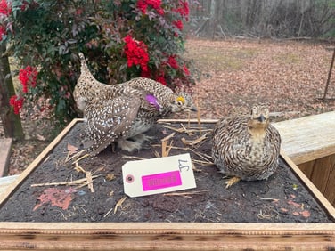 Beautiful, Rarely seen Taxidermy. Male & Female Sharp-tailed GROUSE on a natural looking base