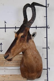 Big RED HARTEBEEST Shoulder Mount Looking to the right