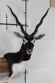 Nice and Clean BLACKBUCK Wall Pedestal Mount