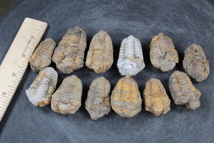 12 TRILOBITE FOSSILS From Morocco