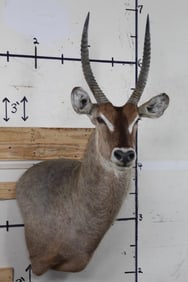 Very Nice WATERBUCK Wall Pedestal