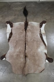 Very Nice GEMSBOK HIDE or PELT with Tail