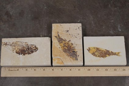 3 Nice FISH FOSSIL Plate Specimens from Morocco. Weight: 3lbs 7oz. All for one price.