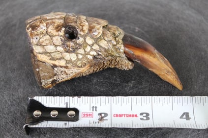 Giant *Real* CROCODILE TOE, taken from an 18'2" Long Croc. #3 in the SCI Record Book!