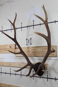 Big Mounted ELK ANTLER Rack with 13-Points