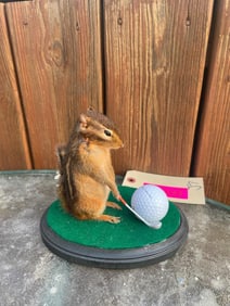 Cute little Golfing CHIPMUNK, complete with green club and ball. *New Taxidermy*