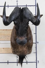 BLACK WILDEBEEST Shoulder Mount