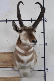 PRONGHORN Shoulder Mount
