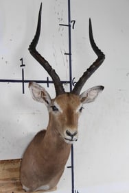 IMPALA Shoulder Mount