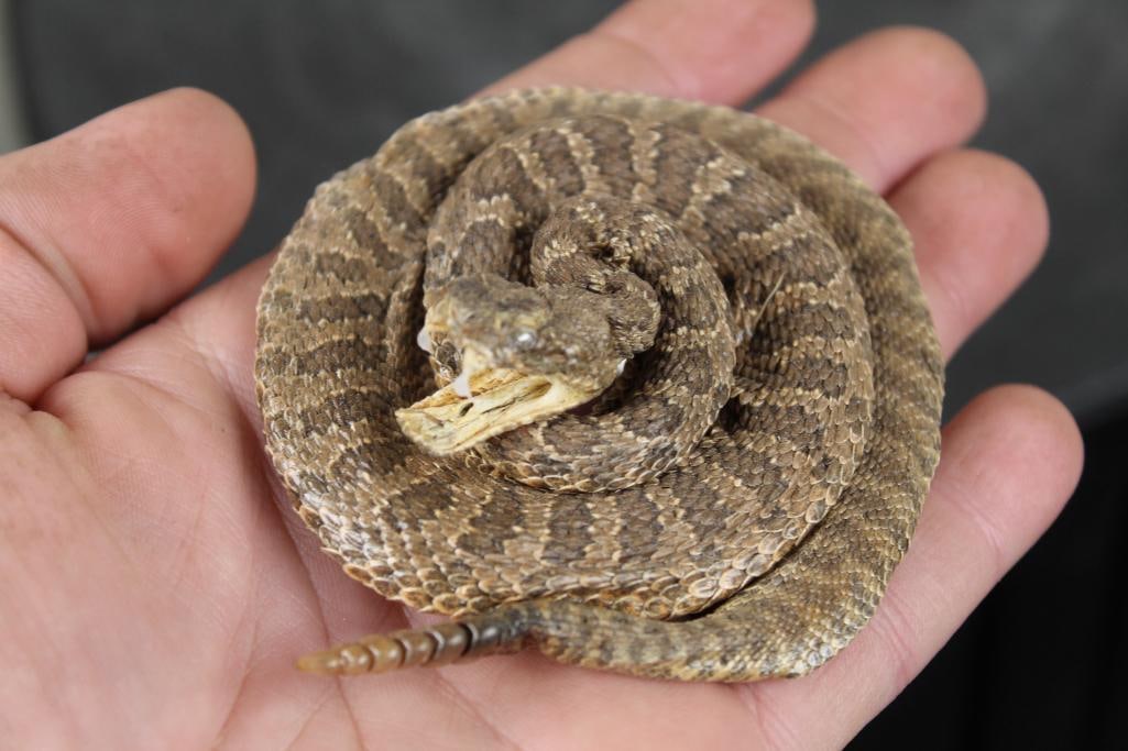 NEW Life-sized Coiled Baby RATTLESNAKE Showing its Fangs: NEW Life-sized Little Baby RATTLESNAKE (Prairie) or hatchling showing its little fangs and rattle. Measures 3.5"Wide x 3.75"Tall. TAXIDERMY SNAKES