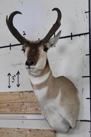 Very Nice and Newer PRONGHORN Shoulder Mount