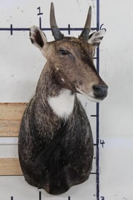 NILGAI Shoulder Mount